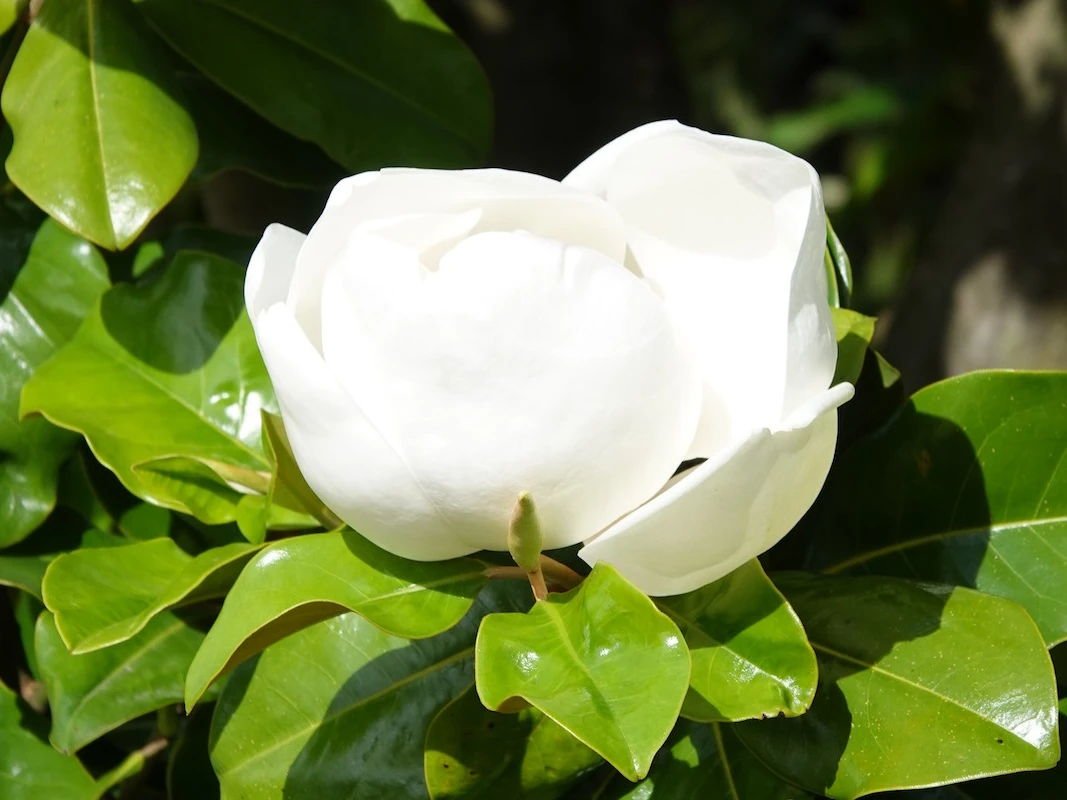 grandiflora Goliath